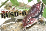 bushomain1