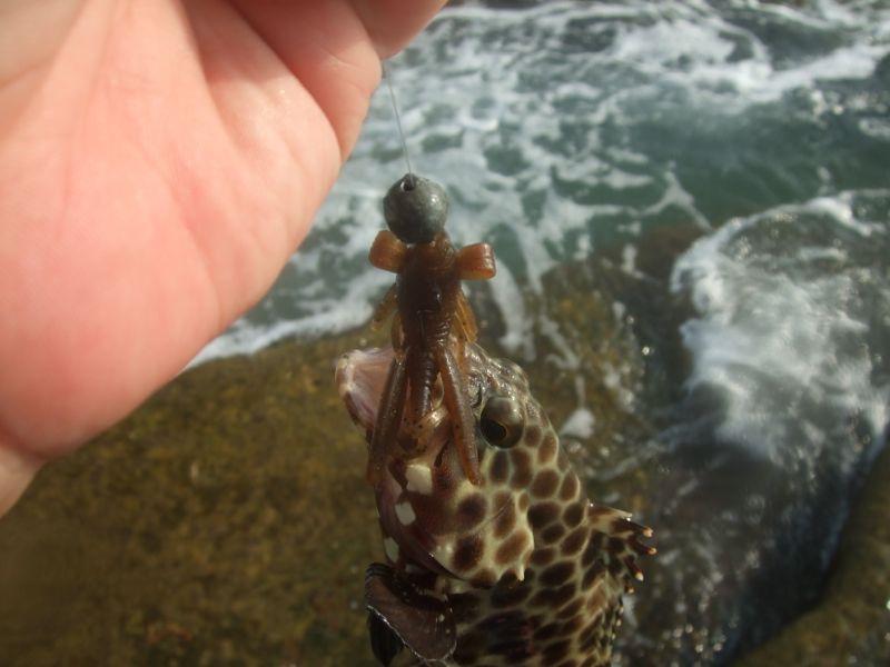 古端渓】◇穏やかな玳瑁斑・魚脳砕凍◇銘刻◇明代〜清初古硯