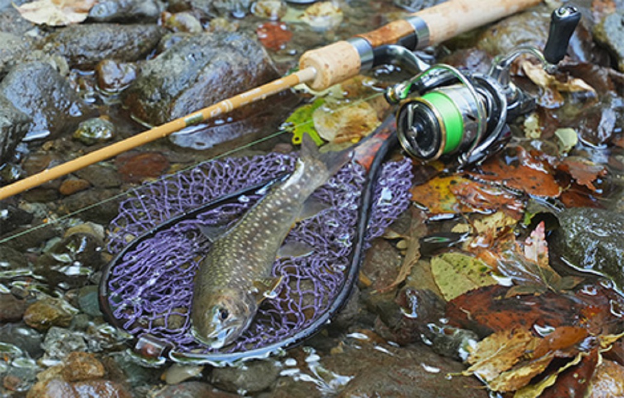 全新視覺DAIWA PURELIST 鱒魚竿2023式樣| 路亞巴士